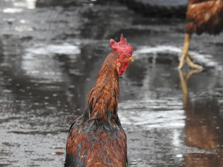faut il rentrer les poules quand il pleut hiver automne aiment elles la pluie dangers santé humidité 