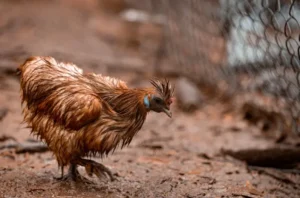 faut il rentrer les poules quand il pleut hiver pourquoi que faire dangers j.e. coleman shutterstock
