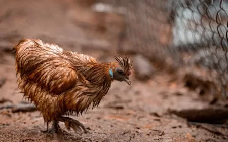 faut il rentrer les poules quand il pleut hiver pourquoi que faire dangers j.e. coleman shutterstock
