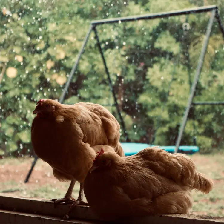 faut il rentrer les poules quand il pleut peuvent rester sous la pluie poulailler isoler humidité