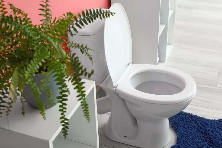 fougère plante intérieur ombre salle de bain avec wc sans fenêtre sombre sans entretien