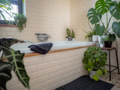 grande plante d'intérieur sans lumière pièce sombre toilette salle de bain luoxi shutterstock