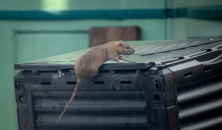 gros rat dans composteur