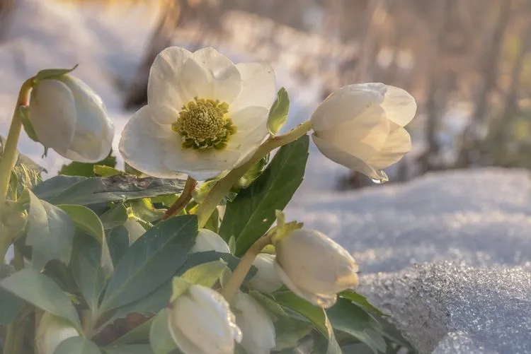 premières fleurs année héllebore fleur qui pousse dans neige floraison hivernale résistante gel froid