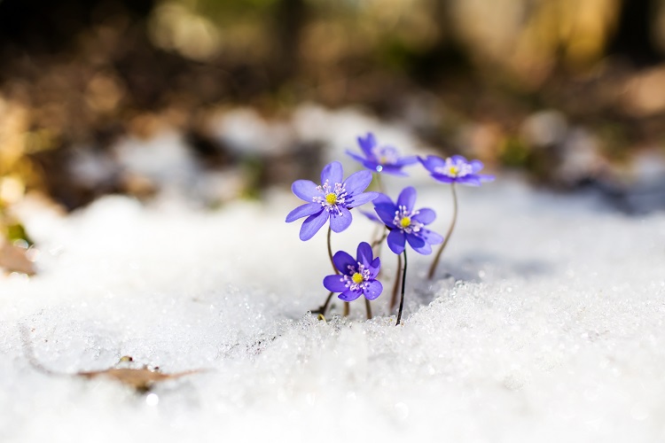 blue,spring,snowdrops,on,the,snow,,hepatica,nobilis