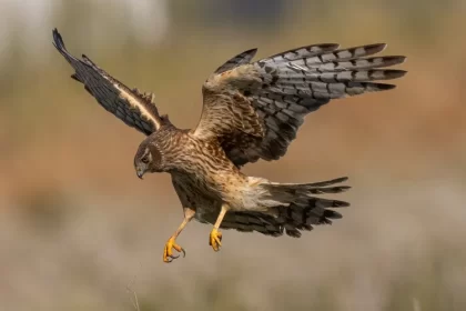 idées comment protéger les poules poussins poulailler des rapaces buses prédateurs