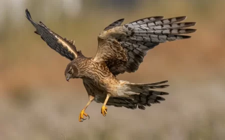 idées comment protéger les poules poussins poulailler des rapaces buses prédateurs
