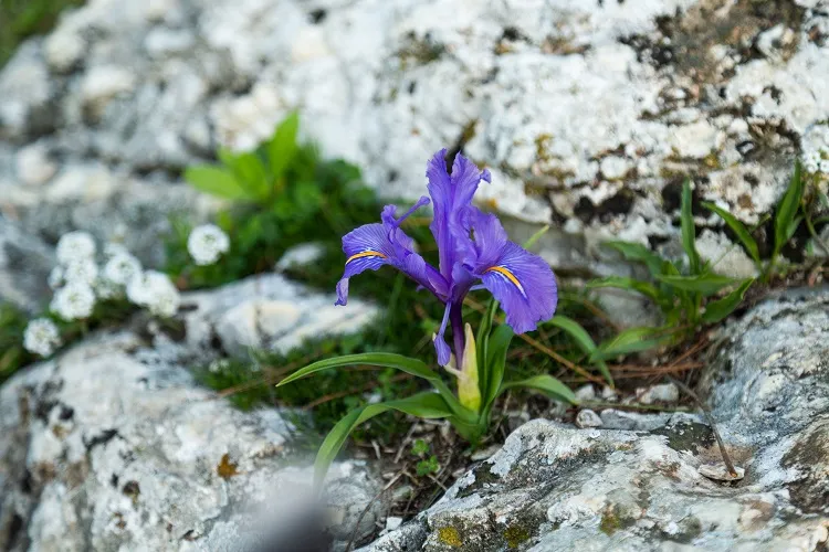 iris nain plantes fleurs qui poussent dans la neige rustiques résistantes gel jardin hiver