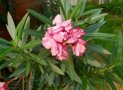 laurier rose perd ses feuilles