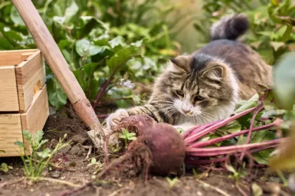 le marc de café comme répulsif pour chat utiliser comment gerain0812 shutterstock