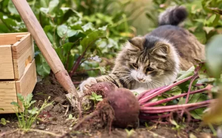 le marc de café comme répulsif pour chat utiliser comment gerain0812 shutterstock