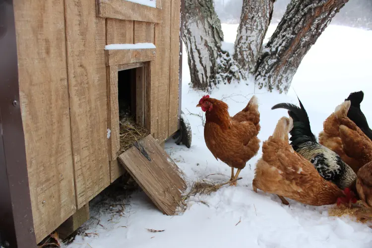 les poules craignent elle le gel comment prendre soin hiver froid protéger poulailler isoler nourrir skeleton 
