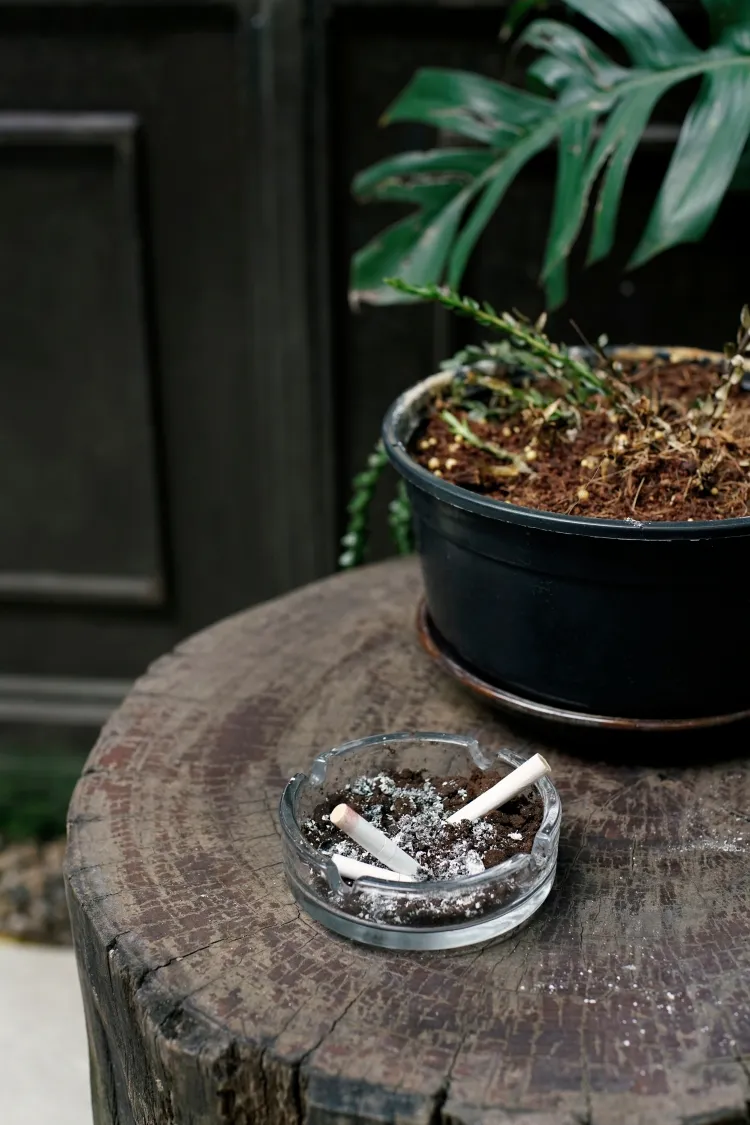 mettre de la cendre de cigarette dans les plantes fumer proximité plantes purifier air ajouter sol opinions opposées