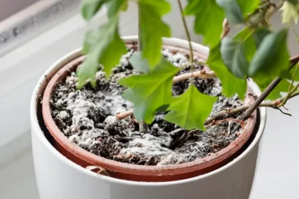 moisissure blanche sur les plantes d'intérieur qu'est ce que c'est champignon blanc traitement solutions matuska shutterstock