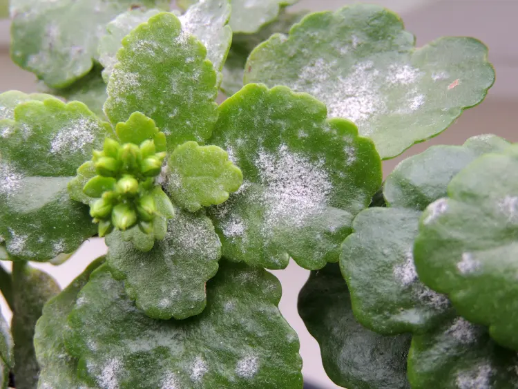 moisissure blanche sur les plantes d'intérieur terre feuilles vertes traitement bicarbonate de soude 