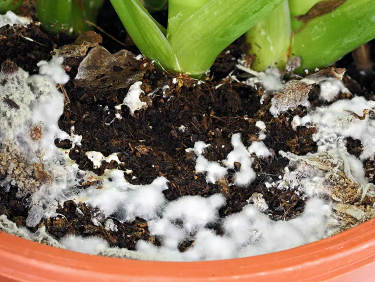 moisissure blanche sur les plantes d'intérieur terre traitement apparition 