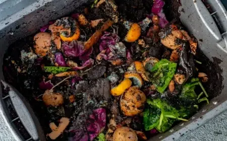 moisissure dans le compost verte blanche champignons aliments