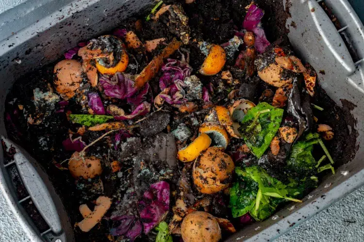 moisissure dans le compost verte blanche champignons aliments