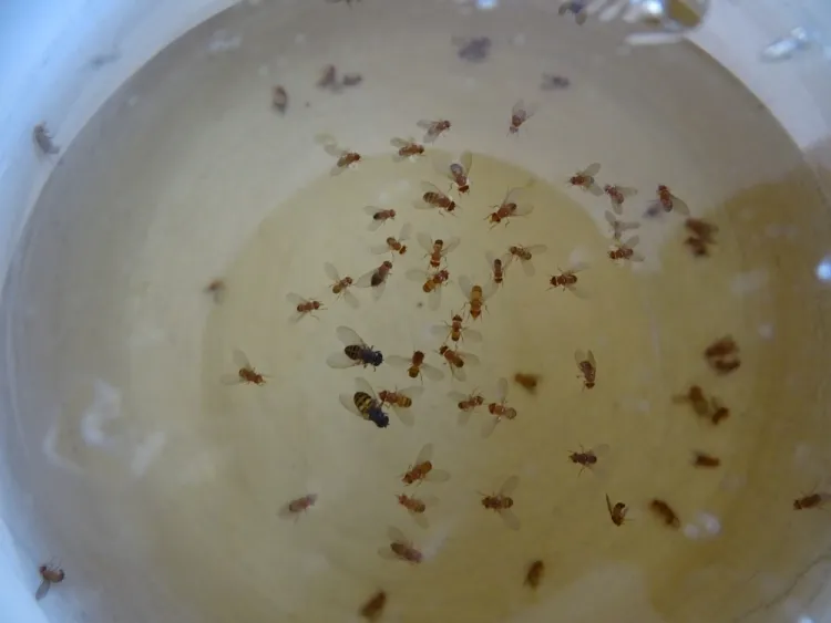 mouches en hiver dans la maison mouches grappes domestiques durée vie