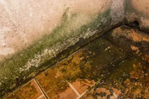 mousse sur le balcon