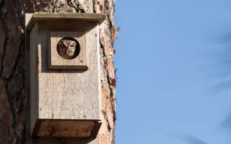 nichoir à chouette à construire facilement