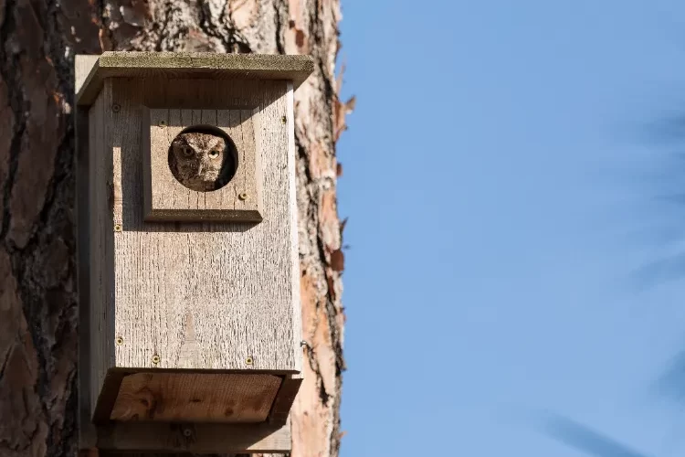 nichoir à chouette à construire facilement