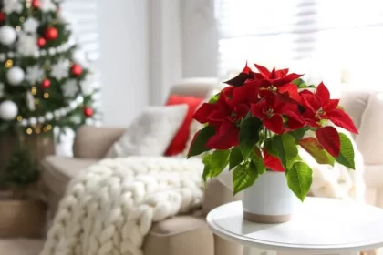 ou placer un poinsettia à la maison pour le faire durer fetes entretien étoile de noel