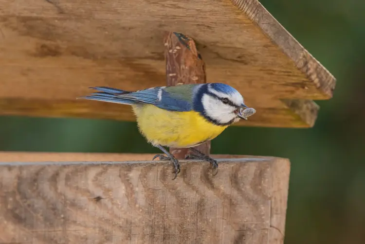 où poser un nichoir à mésange l'hiver hauteur comment isntaller marco m