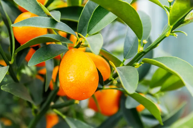 peut on cultiver le kumquat en france agrume rustique