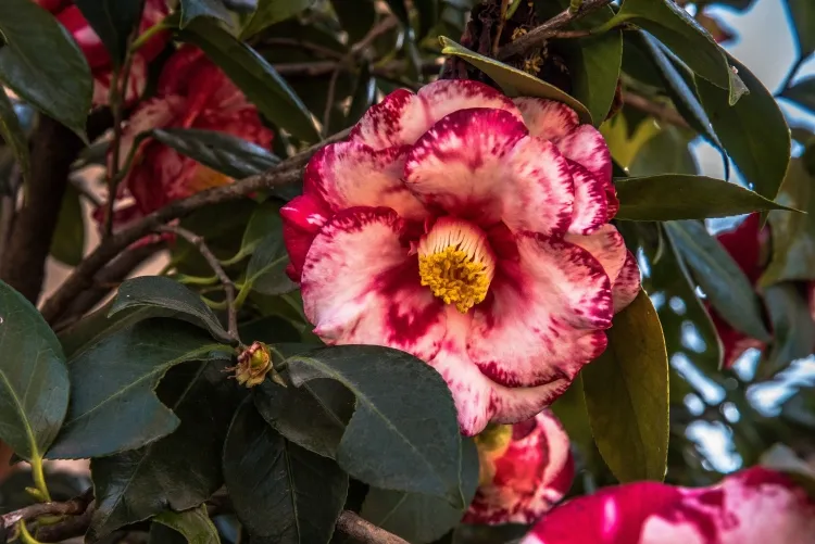 peut on cultiver un camellia sinensis à l’intérieur fier nature rustique protéger voile hivernage bon paillage