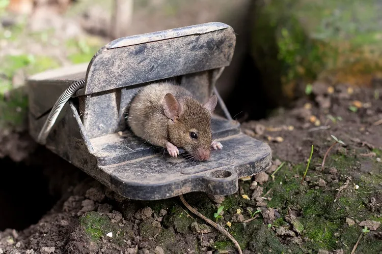 piège pour empêcher les rats de manger les graines des poules éloigner les rongeurs du poulailler