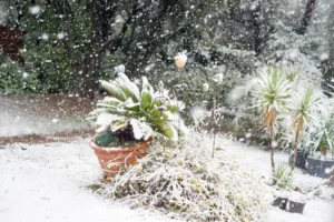 plante méditerranéenne réststant au gel laquelle arbre arbuste fleur froid jlf06 shutterstock