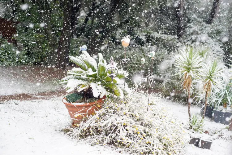 plante méditerranéenne réststant au gel laquelle arbre arbuste fleur froid jlf06 shutterstock