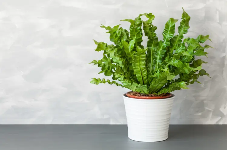 plante verte salle de bain peut vivre dans le noir sans lumière humidité fougère 