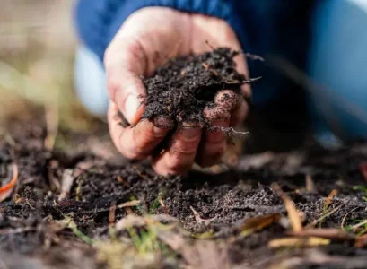 plantes qui n'aiment pas le compost