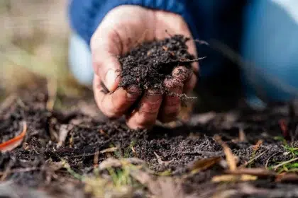 plantes qui n'aiment pas le compost