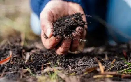 plantes qui n'aiment pas le compost