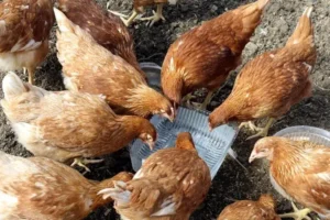 pourquoi donner du vinaigre aux poules vermifuge naturel