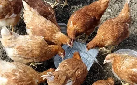 pourquoi donner du vinaigre aux poules vermifuge naturel