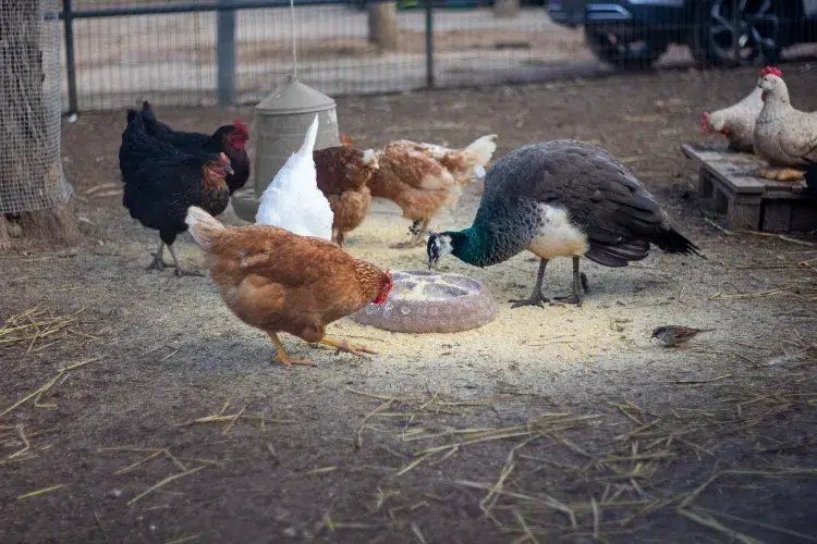pourquoi et comment chasser les moineaux du poulailler source maladies poules solutions pour les faire fuir