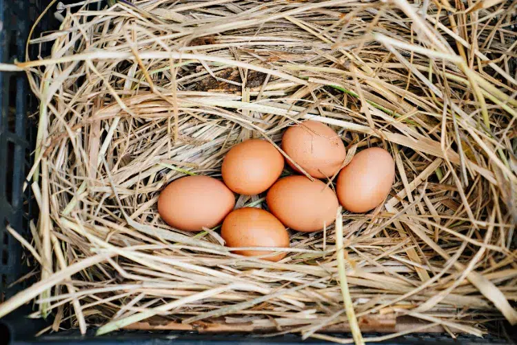 pourquoi faire un nid pour les poules