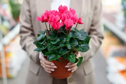 pourquoi le cyclamen ne fleurit pas causes et solutions