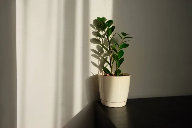 pourquoi les feuilles de ma plante zz jaunissent lumière nécessaire naturelle soleil indirect