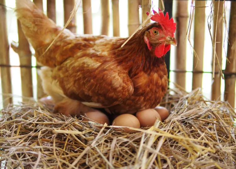 pourquoi les poules ne pondent plus d'œufs causes raisons maladies parasites symptomes