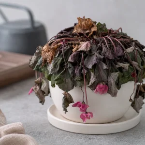pourquoi mon cyclamen retombe s'affaisse pende que faire astuces pour le faire repartir