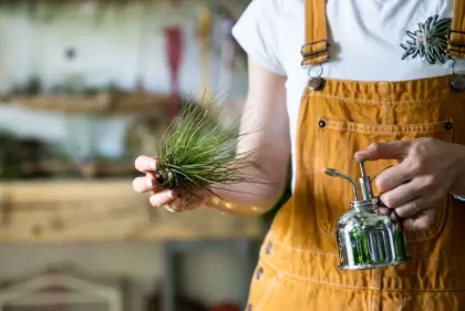 pourquoi mon tillandsia sèche causes que faire dimaberlin shutterstock