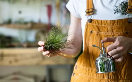 pourquoi mon tillandsia sèche causes que faire dimaberlin shutterstock