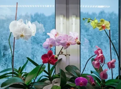 prendre soin d'une orchidée en hiver