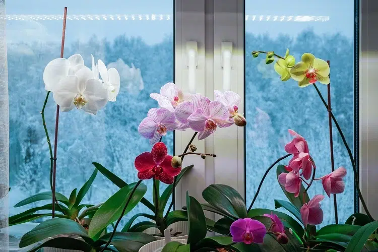 prendre soin d'une orchidée en hiver