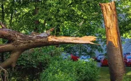 protéger un arbre du vent